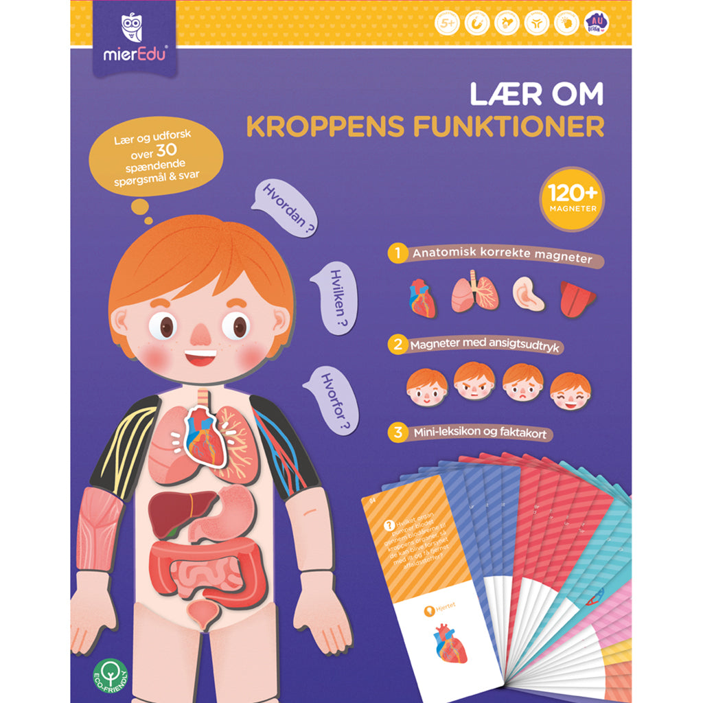 MierEdu, magnetisk legesæt lær om kroppens funktioner