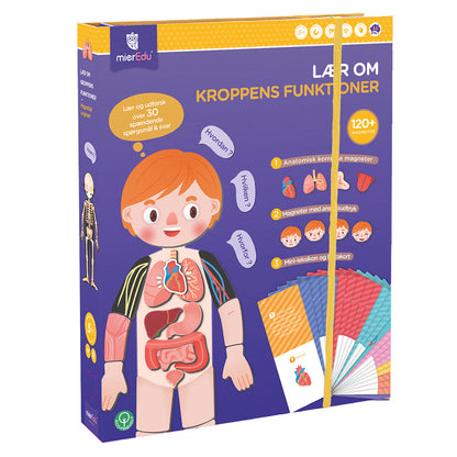 mierEdu, Magnetisk lekesett - Lær om kroppens funksjoner