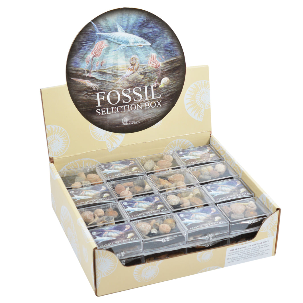 Keycraft fossil samleboks, ass.