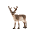 Schleich Wild Life, Rensdyr
